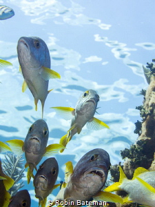 Flying Grunts - finning through the swim-thru I looked up... by Robin Bateman 